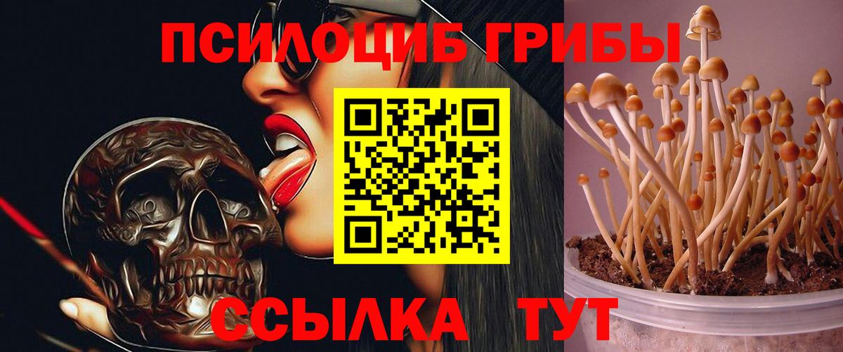 Псилоцибиновые грибы Cubensis  Вход с VPN  Кинель 